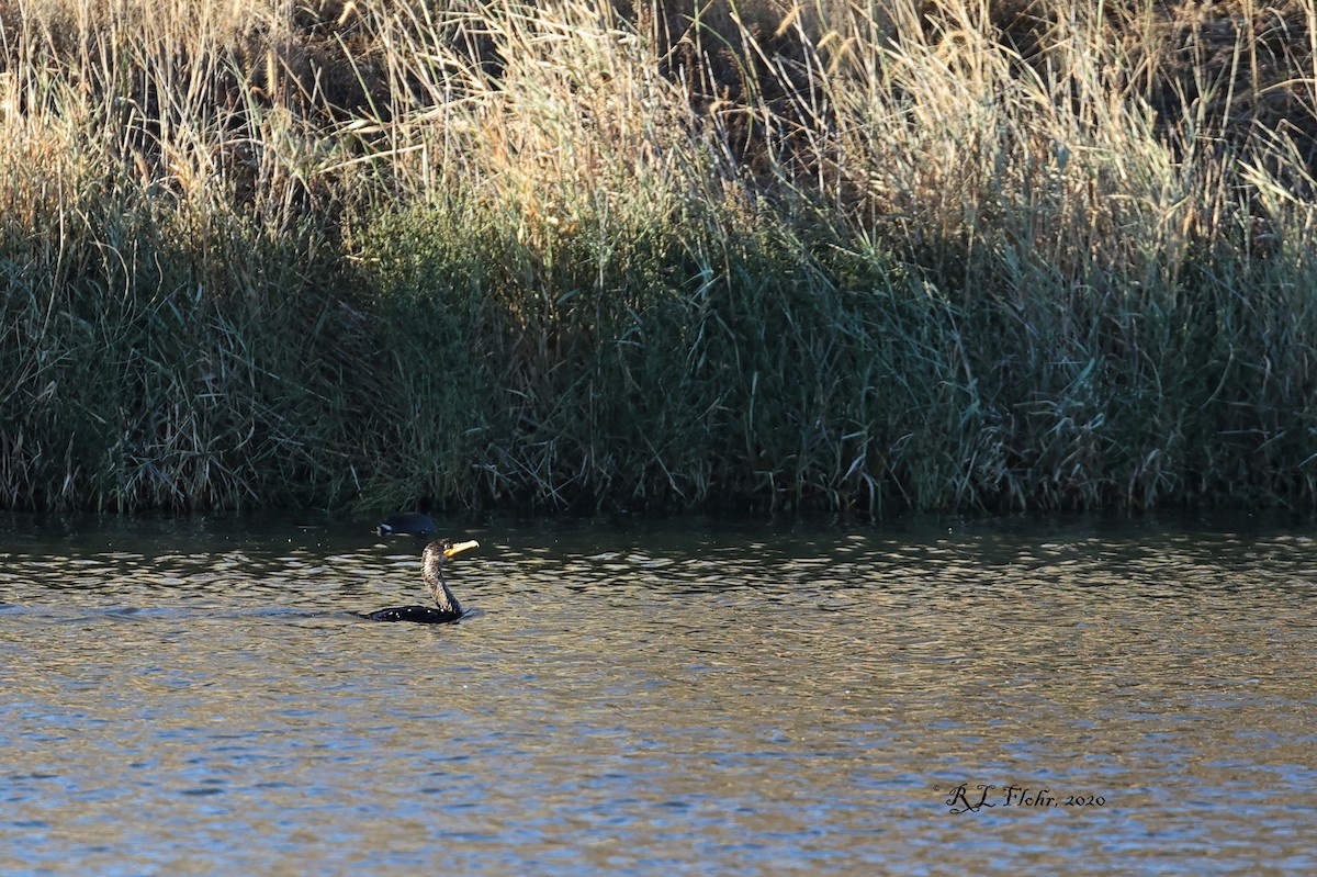 Double-crested Cormorant - ML276393391