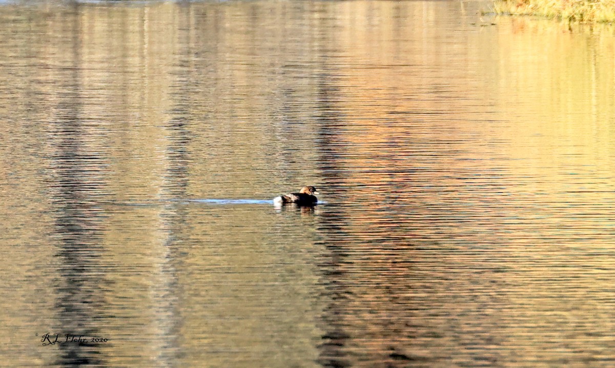 Pied-billed Grebe - ML276393501