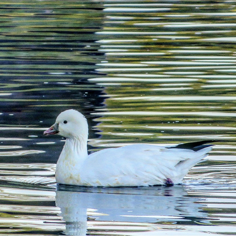 Ross's Goose - ML276393571