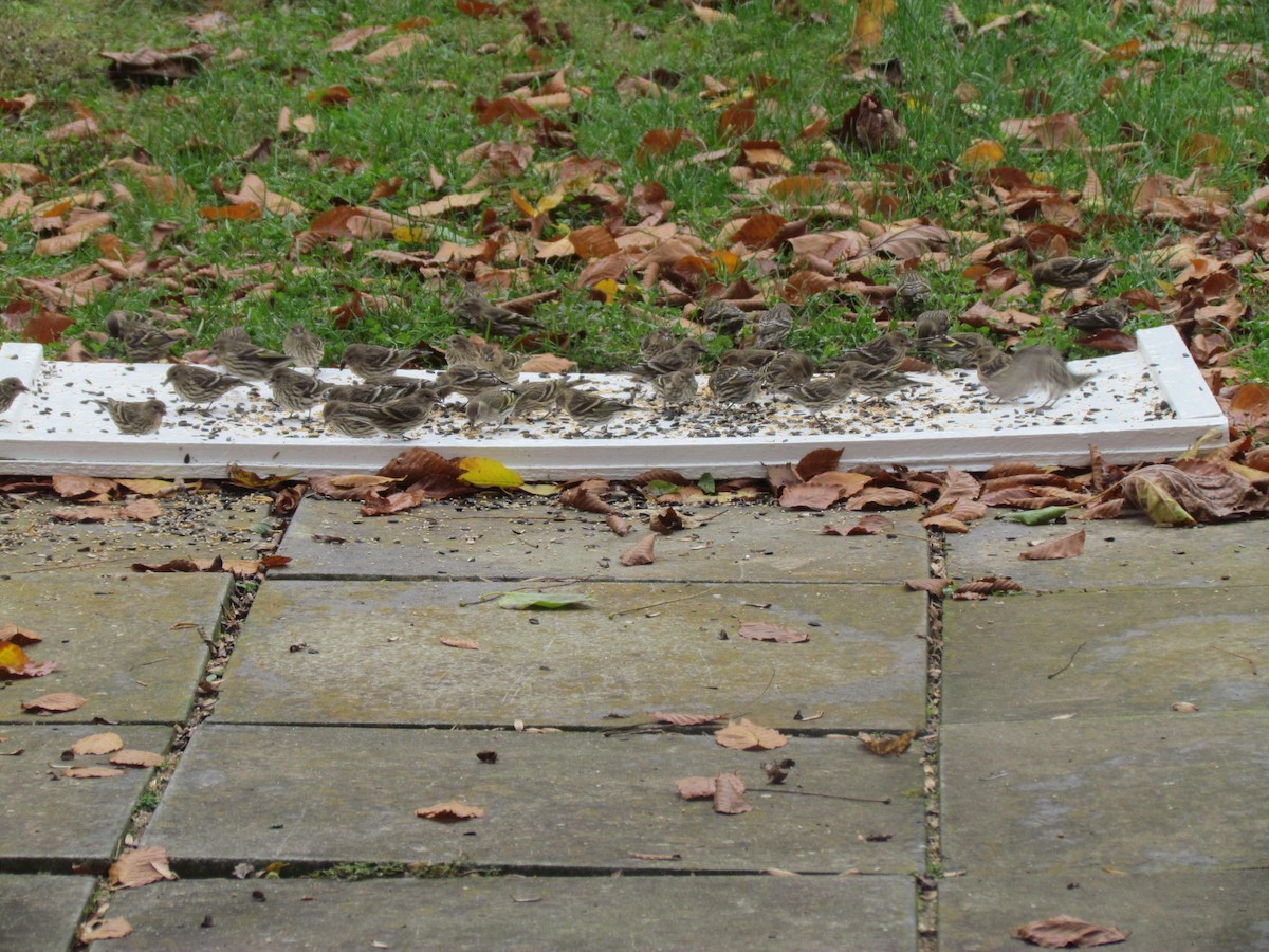 Pine Siskin - ML276394701