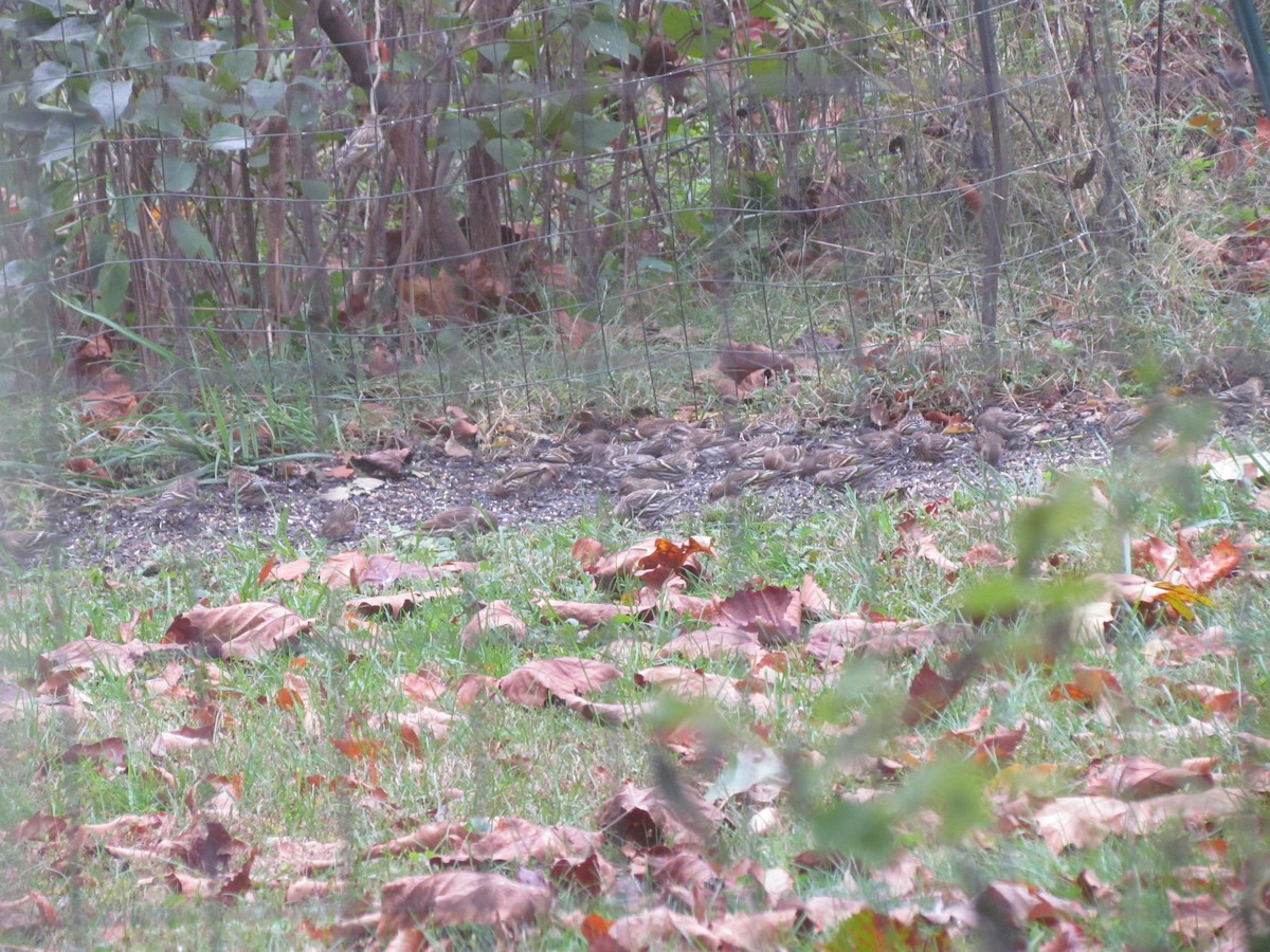 Pine Siskin - ML276395061