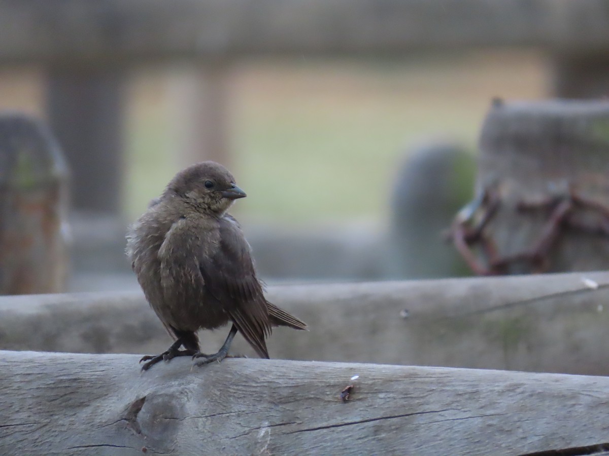 Shiny Cowbird - ML276395831