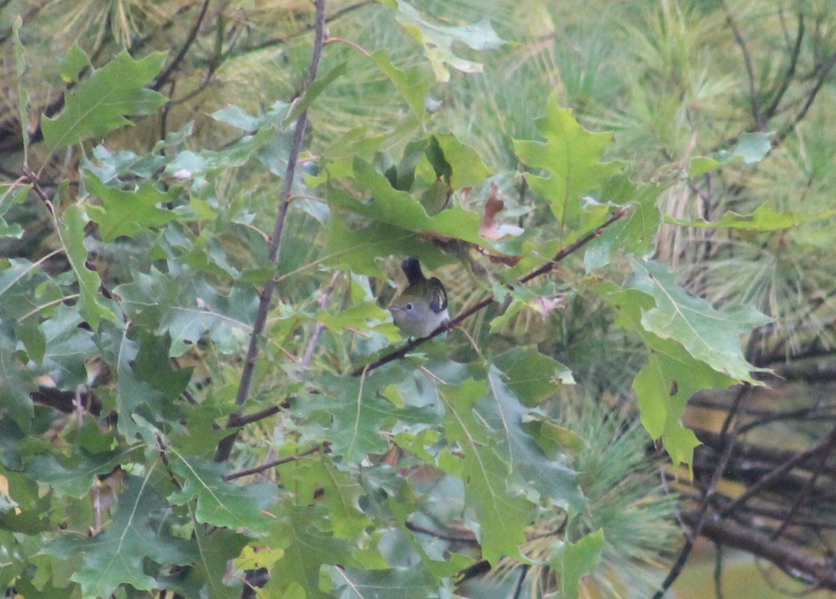 Chestnut-sided Warbler - ML276397061