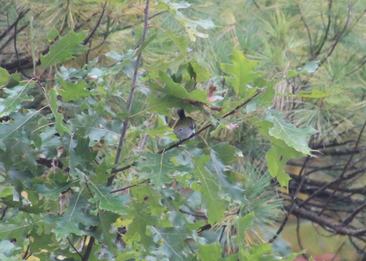 Chestnut-sided Warbler - ML276397181