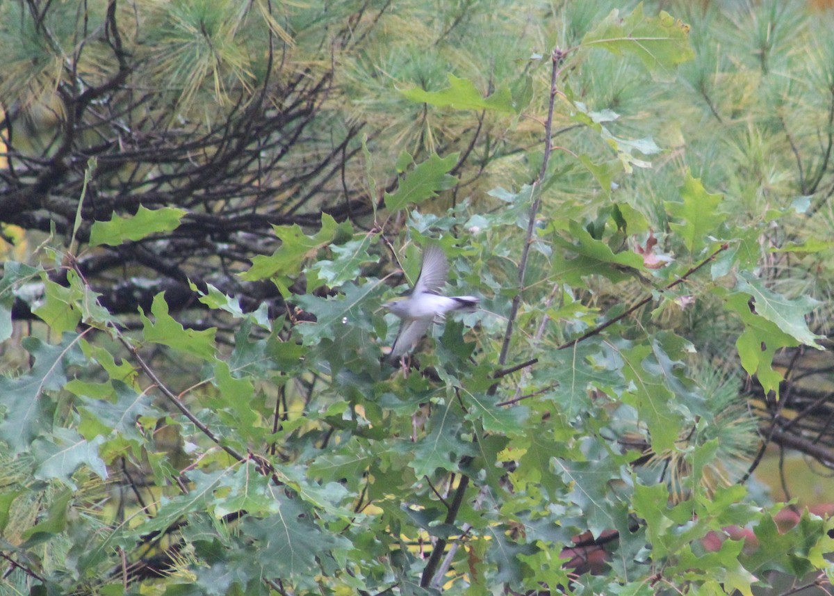 Chestnut-sided Warbler - ML276397231