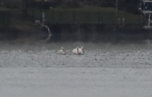 American White Pelican - ML276398261