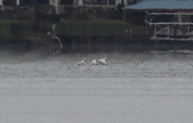 American White Pelican - ML276398291