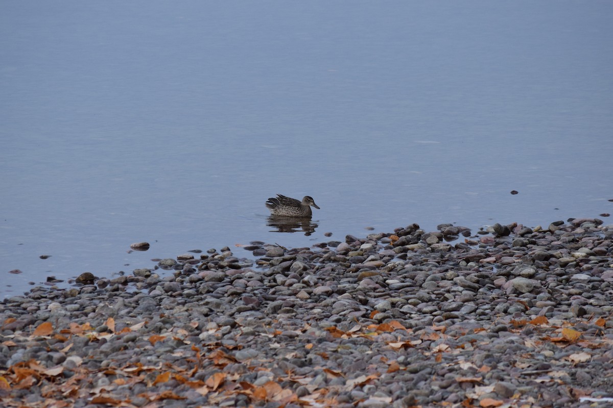 Blue-winged Teal - Shannon Donaldson