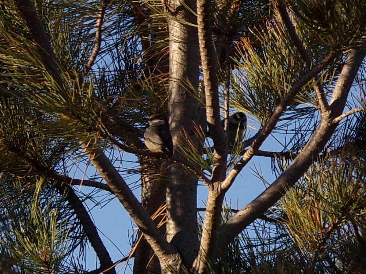 Pygmy Nuthatch - ML276399931