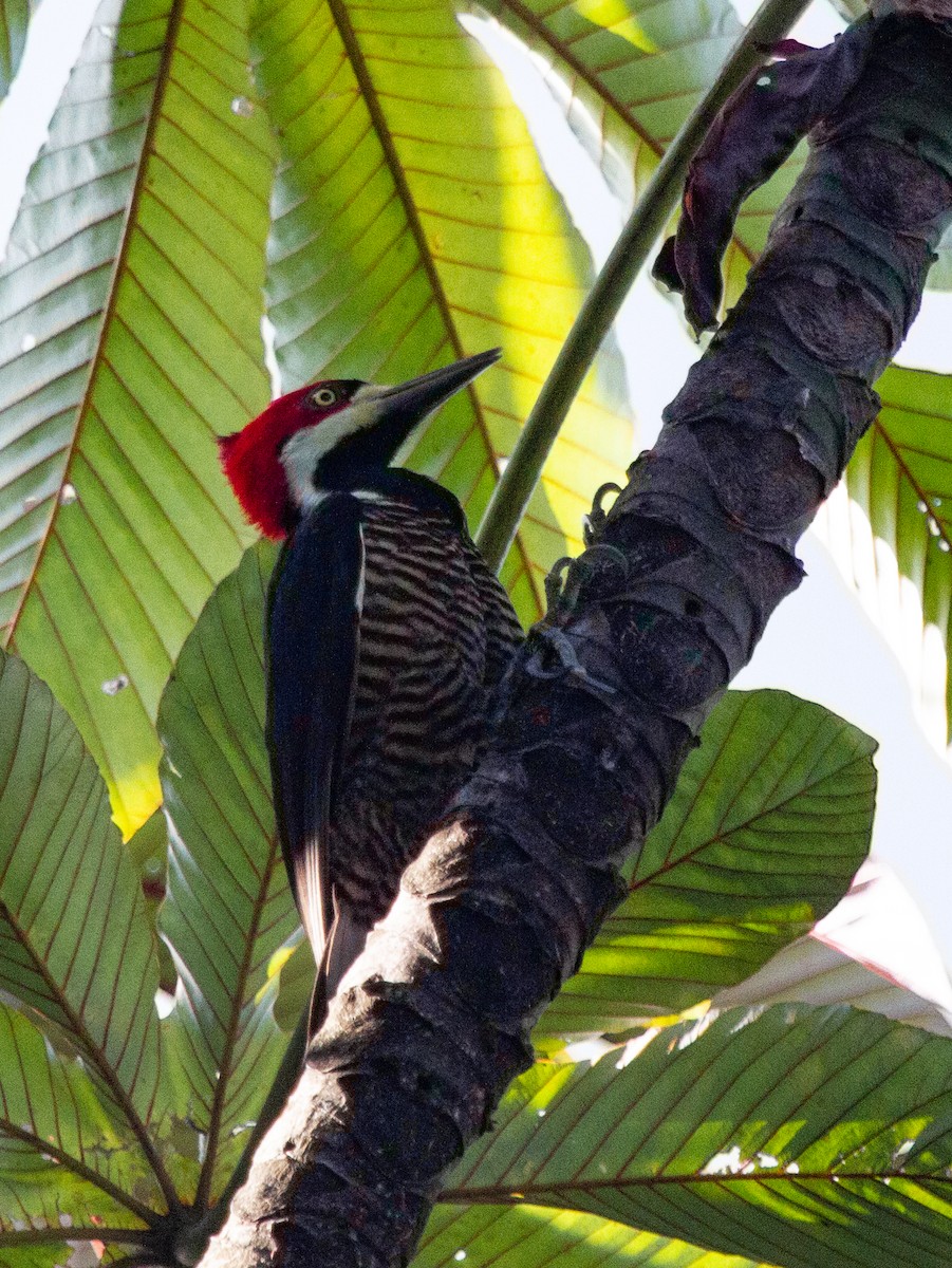 Crimson-crested Woodpecker - ML276401111