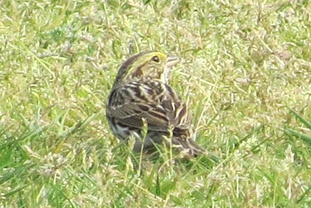 Bruant des prés - ML27640201