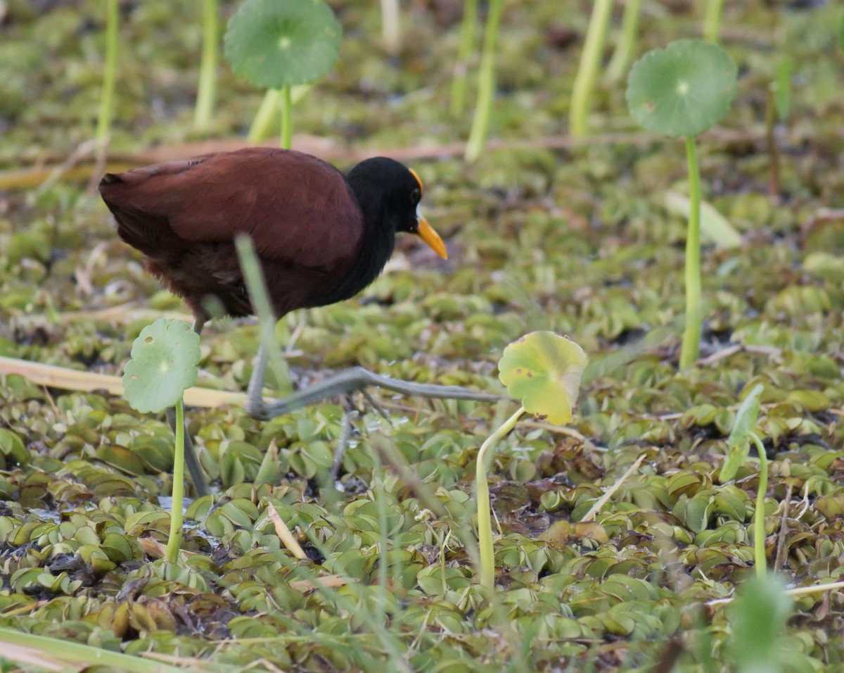 Northern Jacana - Wayne  Sutherland