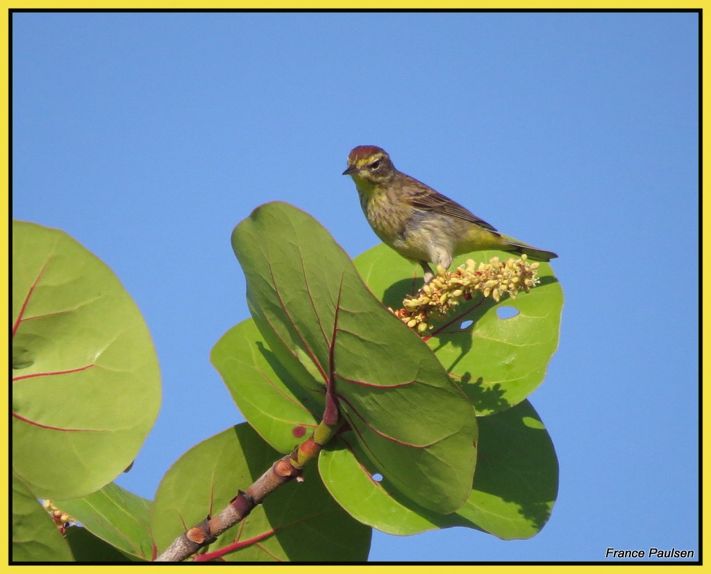 Palm Warbler - France Paulsen