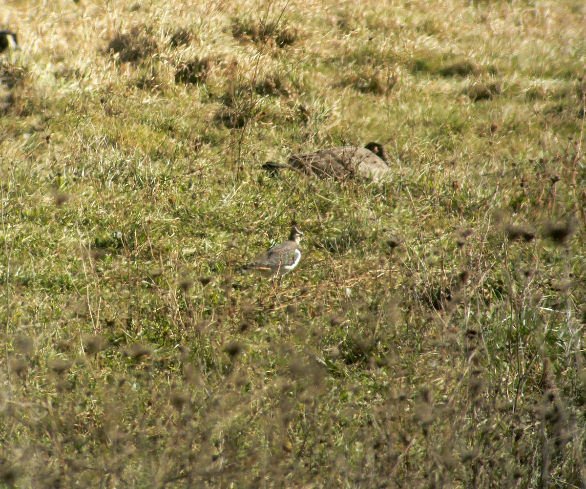 Northern Lapwing - ML27640341