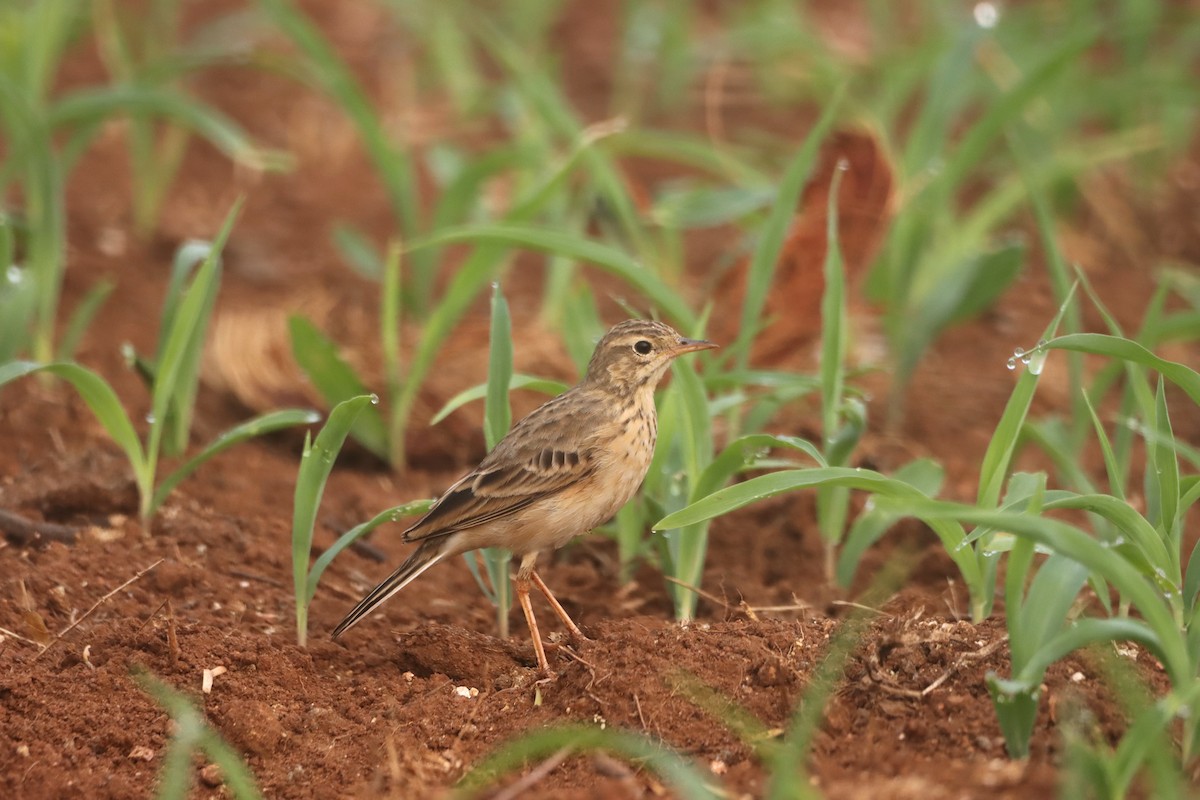 Paddyfield Pipit - Novelkumar M S