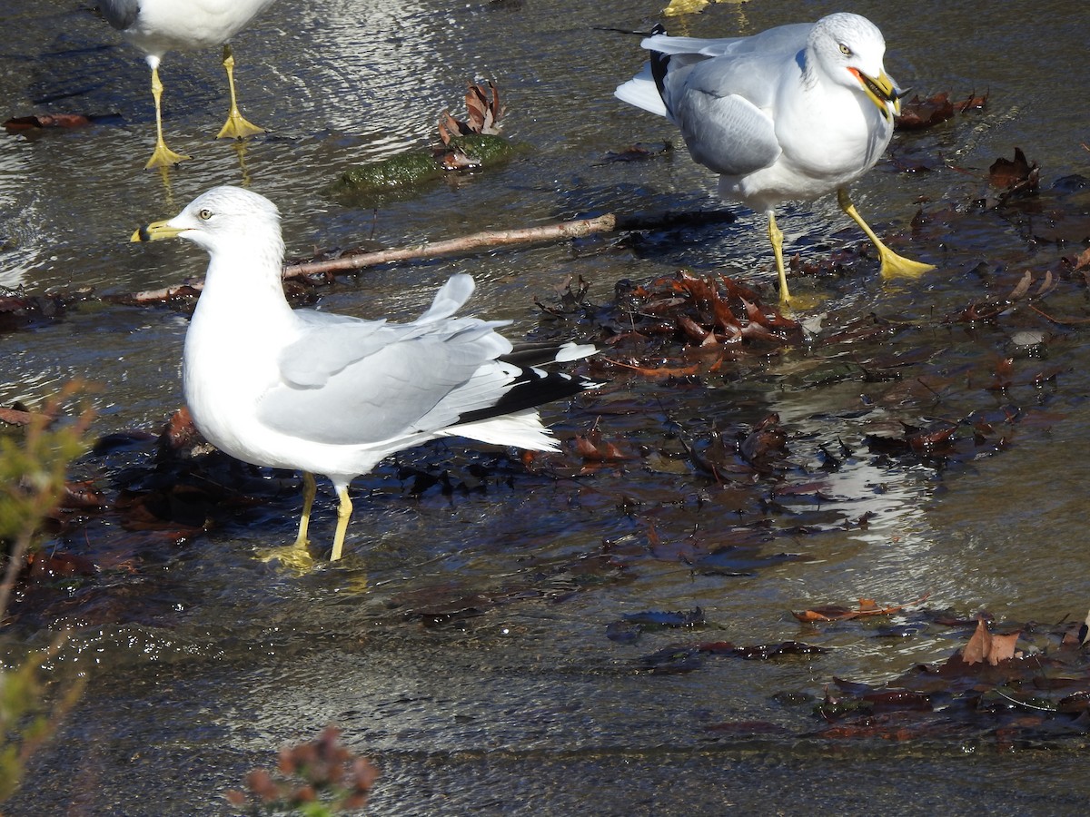 Ring-billed Gull - ML276406171