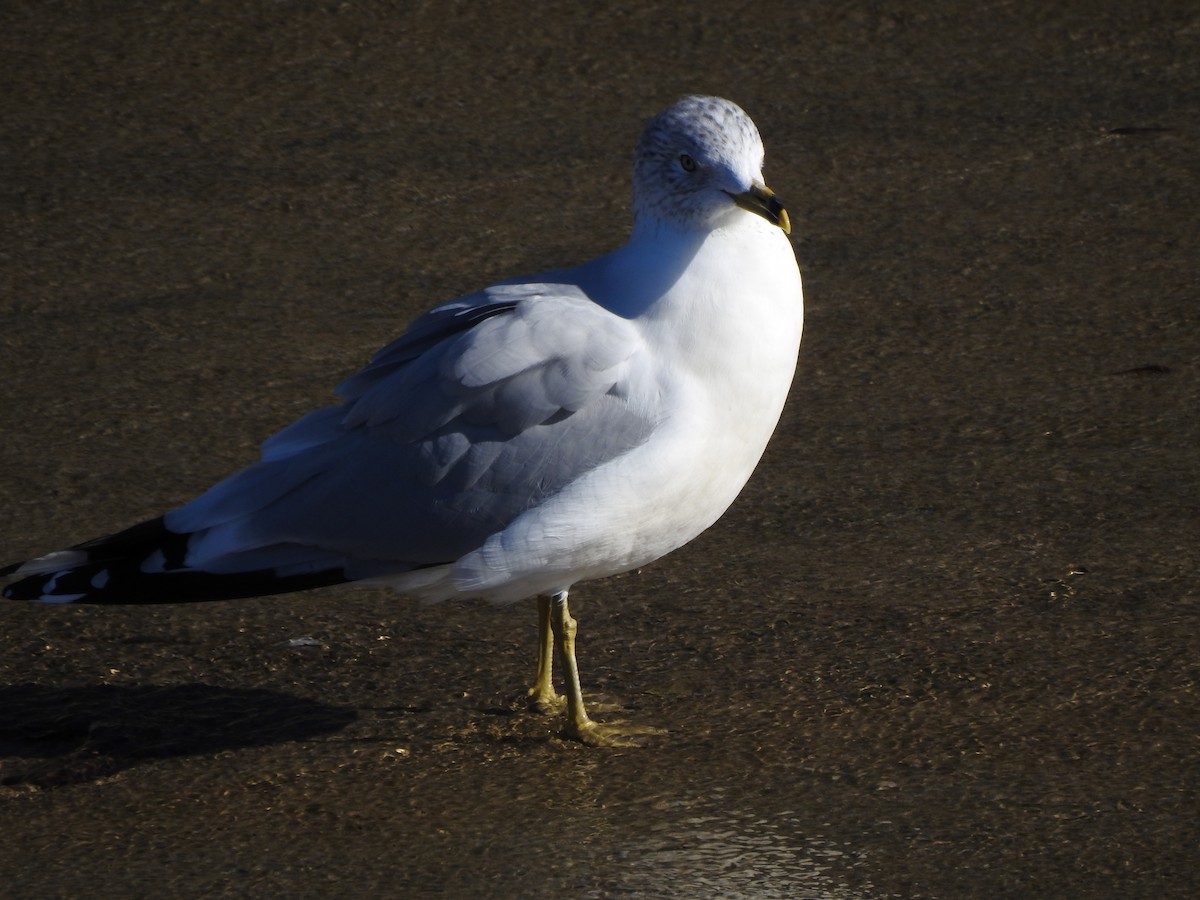 Ring-billed Gull - ML276406191