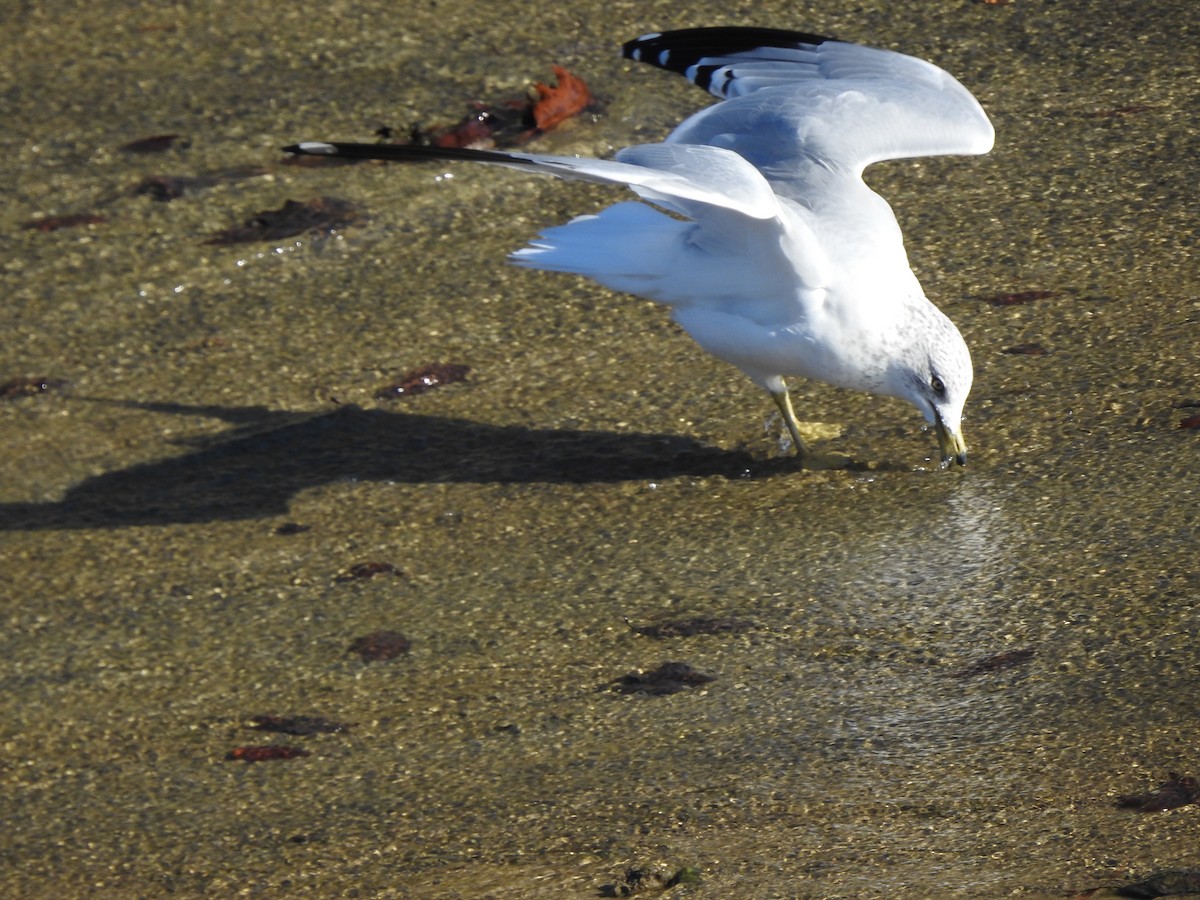 Ring-billed Gull - ML276406261