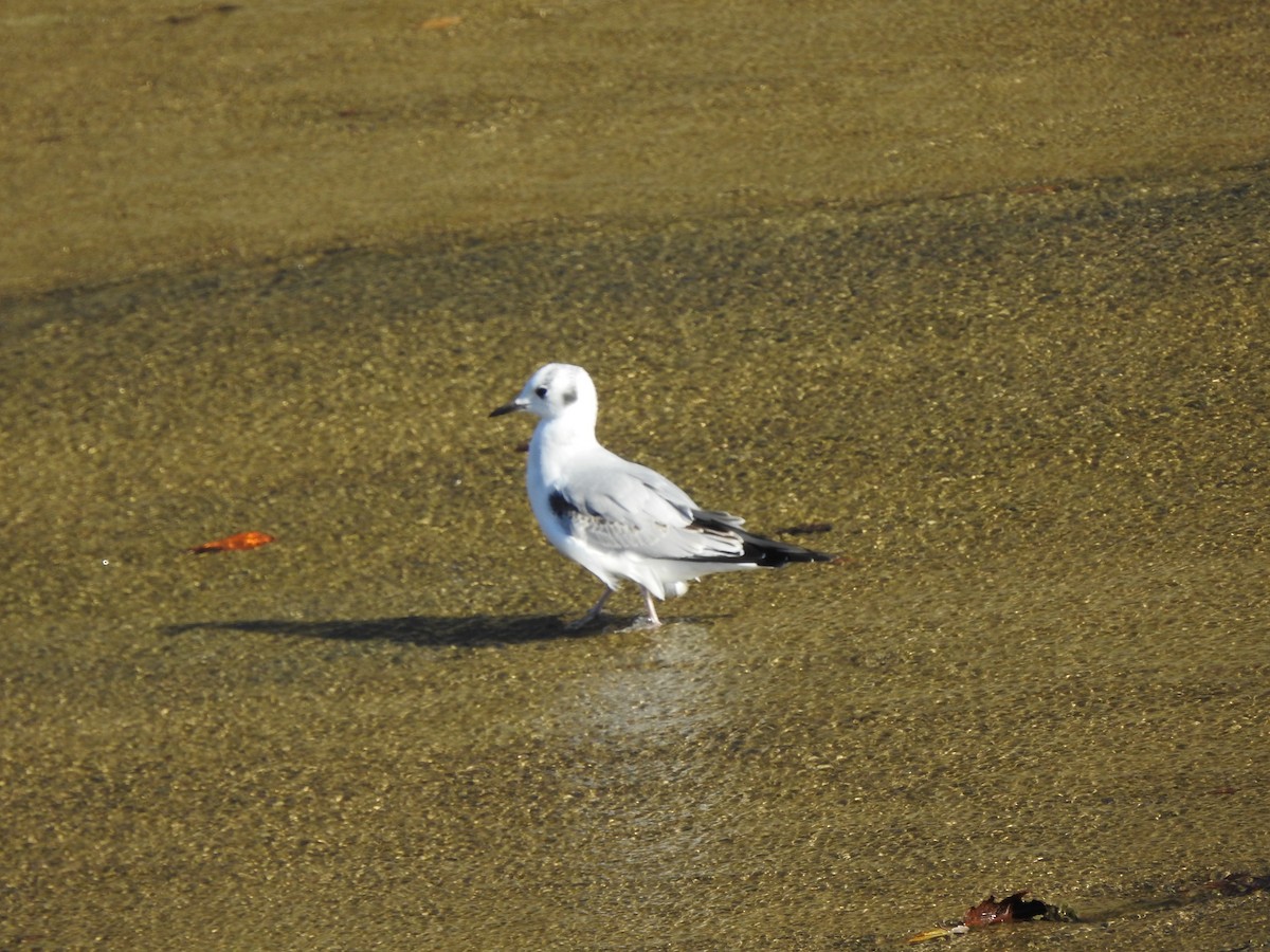 Bonaparte's Gull - ML276406351