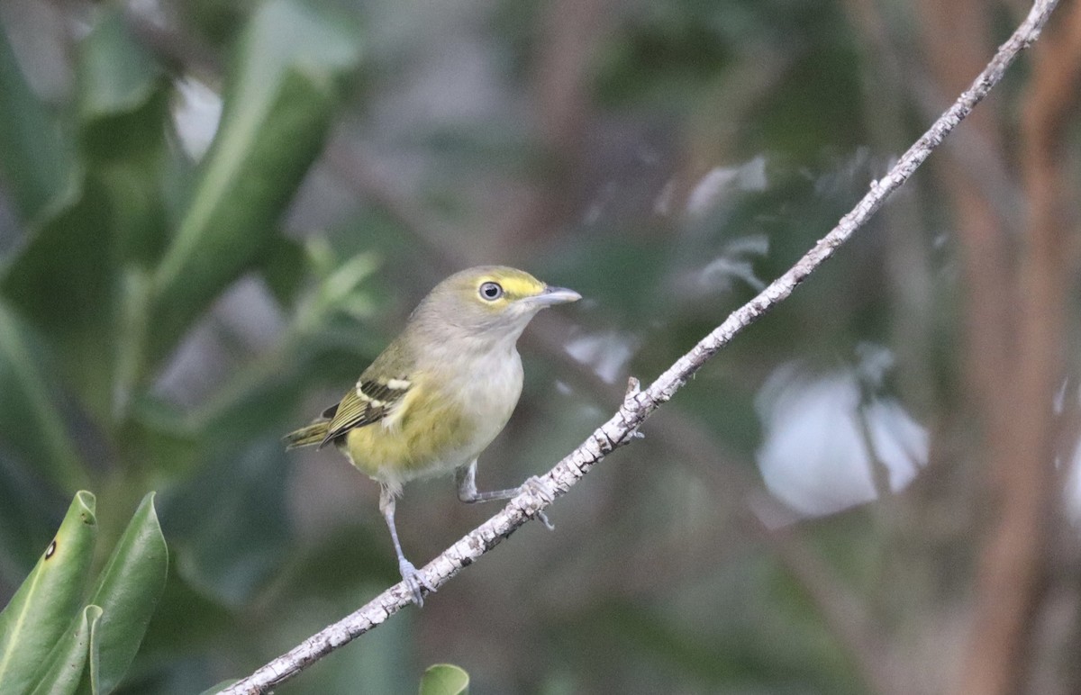 White-eyed Vireo - ML276406651