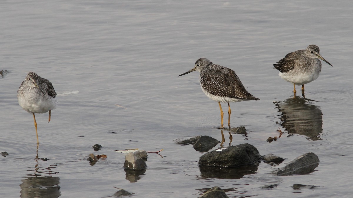 Greater Yellowlegs - Pierre Bergeron