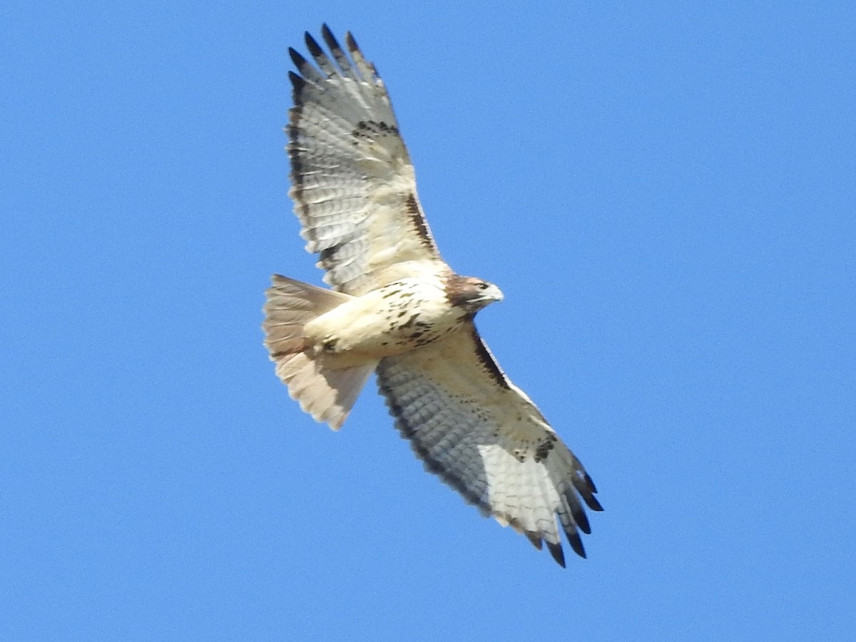 Rotschwanzbussard - ML276407101