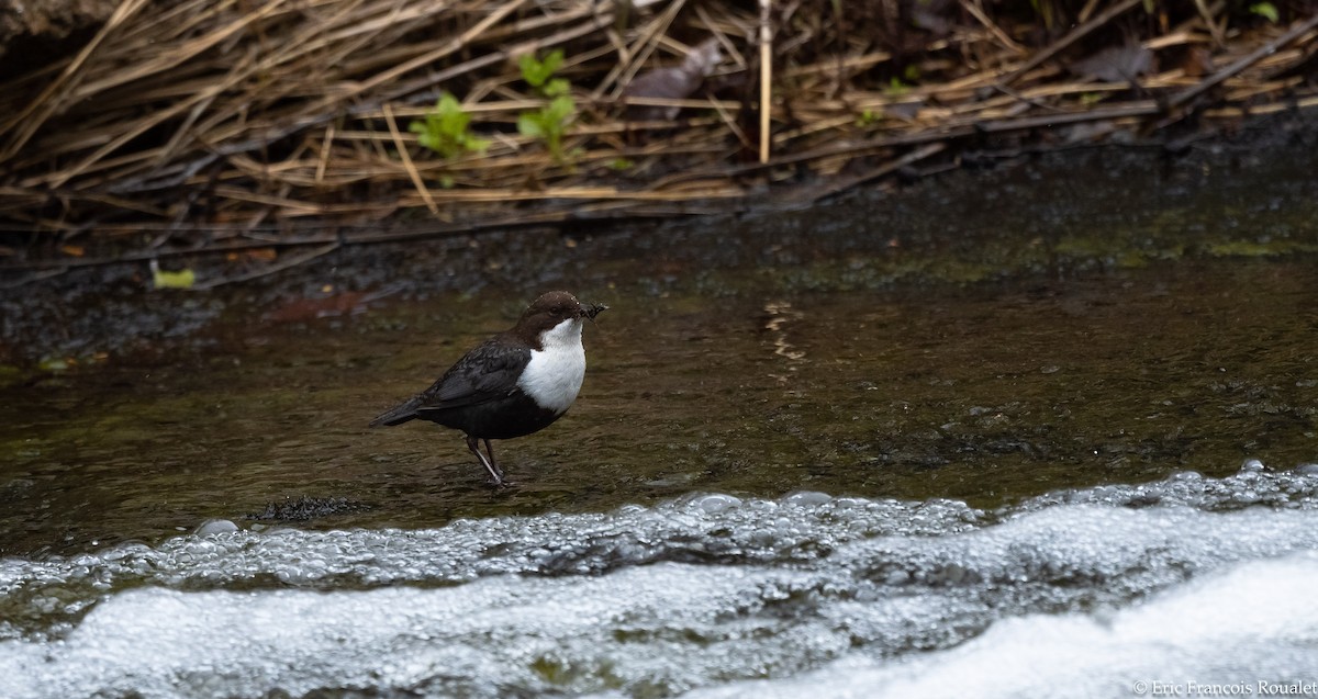 White-throated Dipper - ML276410171