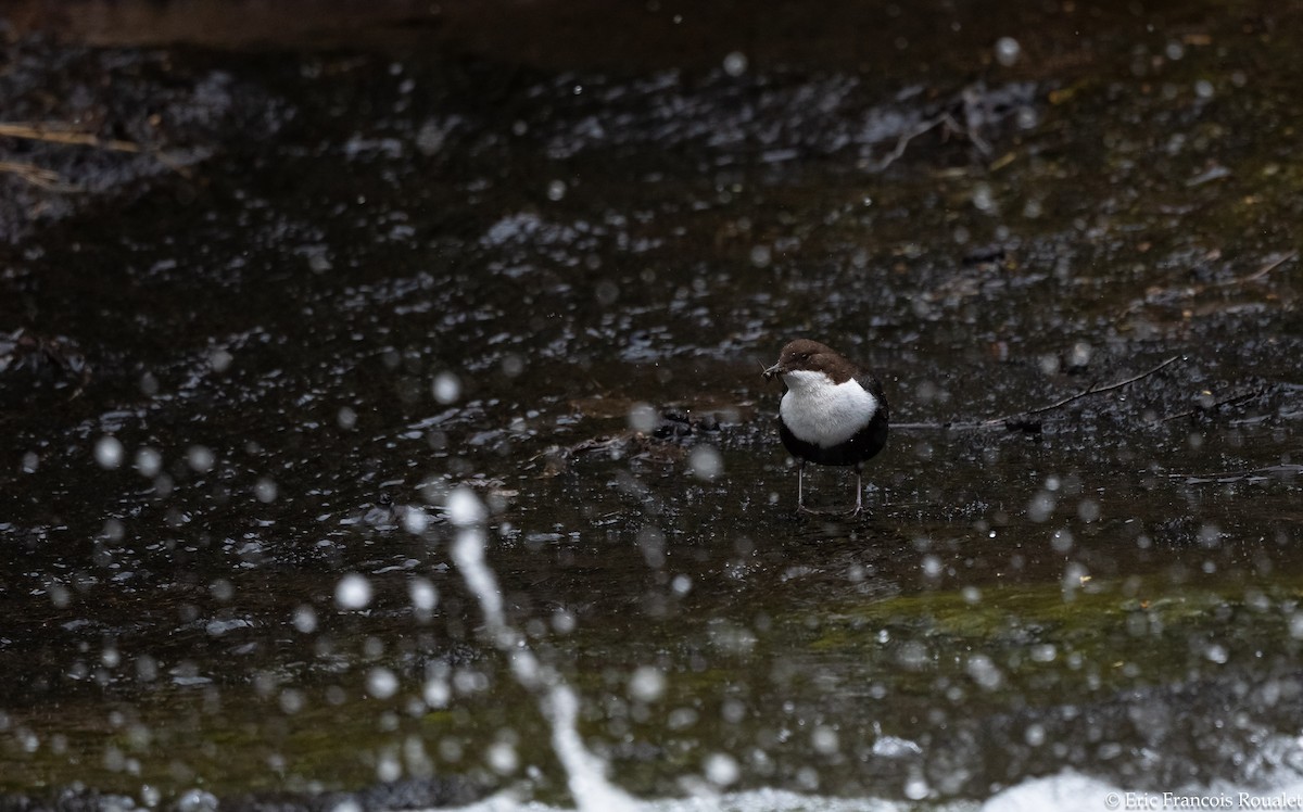 White-throated Dipper - ML276410191