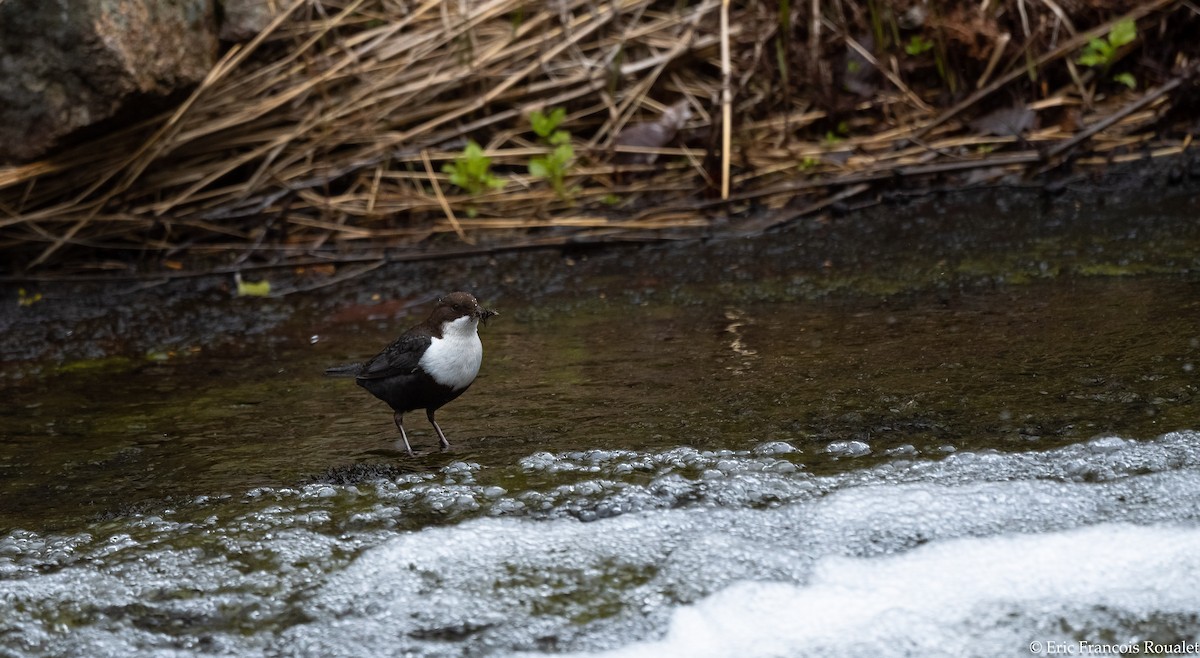 White-throated Dipper - ML276410271