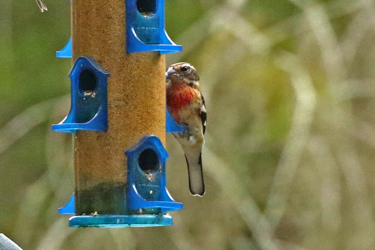 Cardinal à poitrine rose - ML276410521