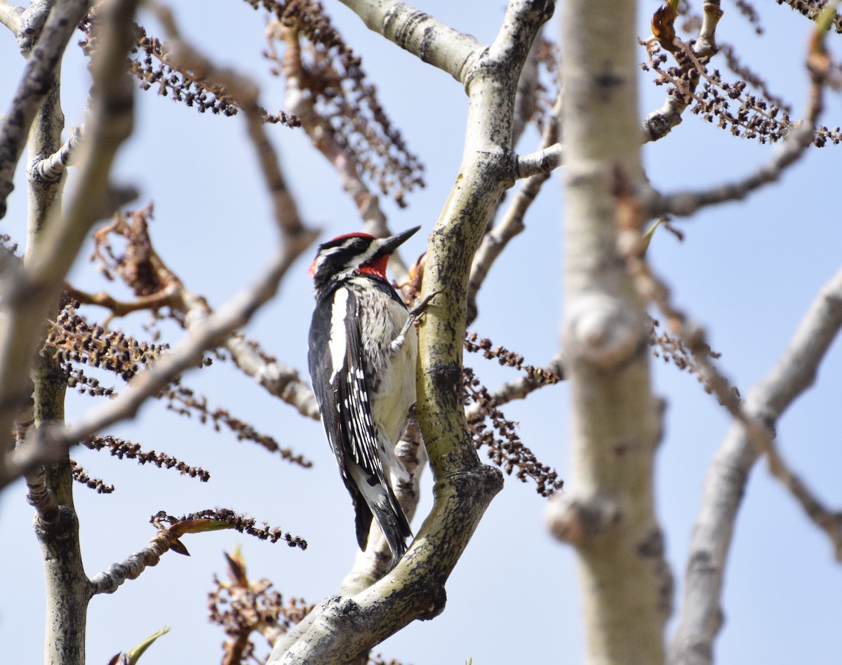 Red-naped Sapsucker - ML27641061