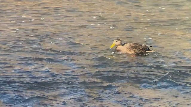 雑種 マガモ ｘ メキシコガモ - ML276410861