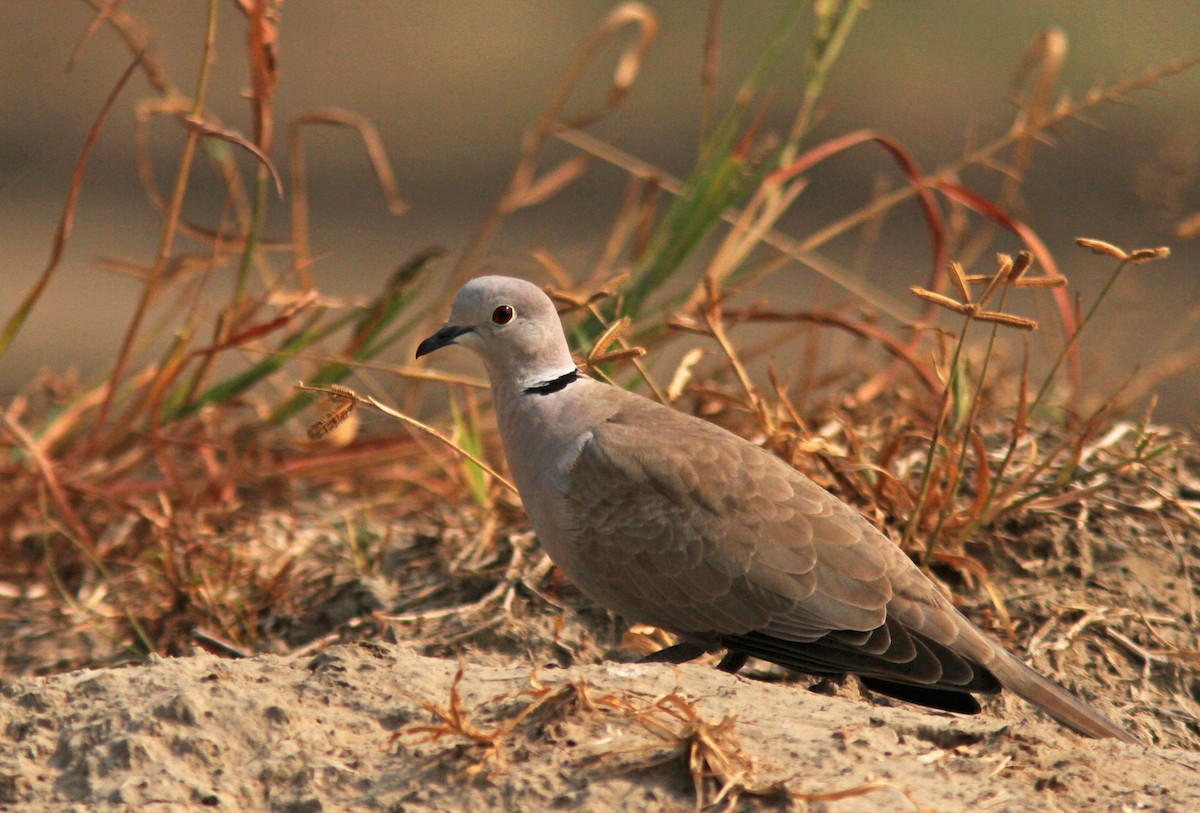 Eurasian Collared-Dove - ML276411301
