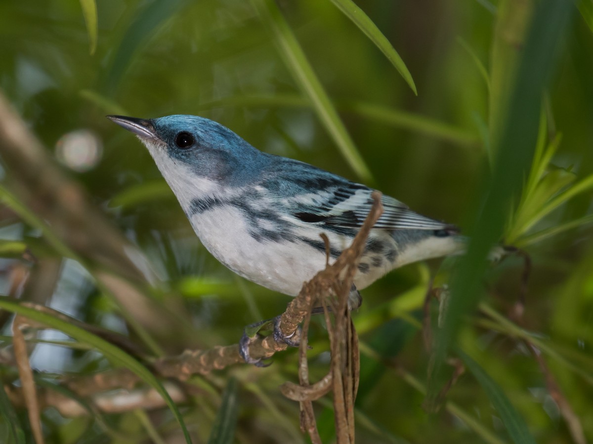 Cerulean Warbler - Edward Plumer