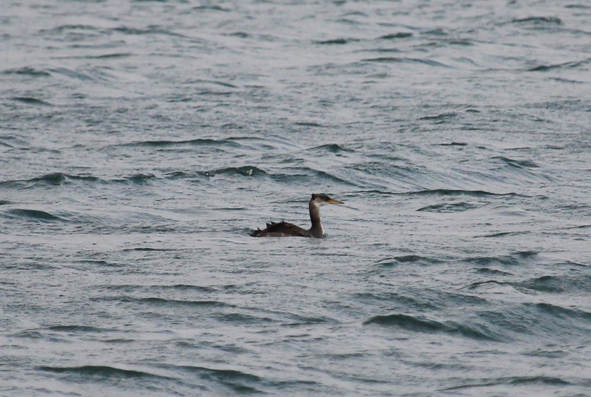 Red-necked Grebe - ML276411671