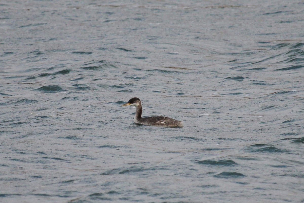 Red-necked Grebe - ML276411681