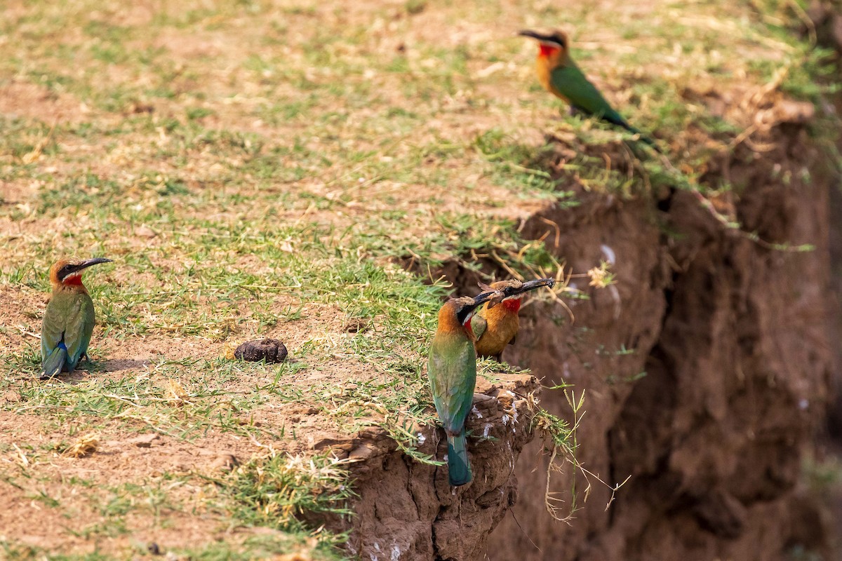 White-fronted Bee-eater - ML276413101