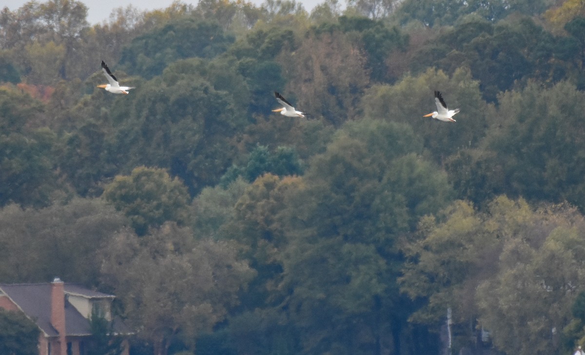 American White Pelican - ML276413341