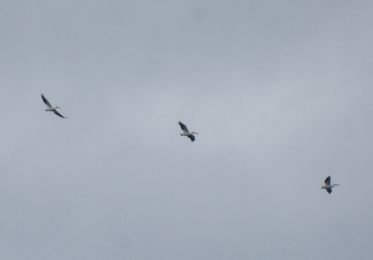 American White Pelican - ML276413351