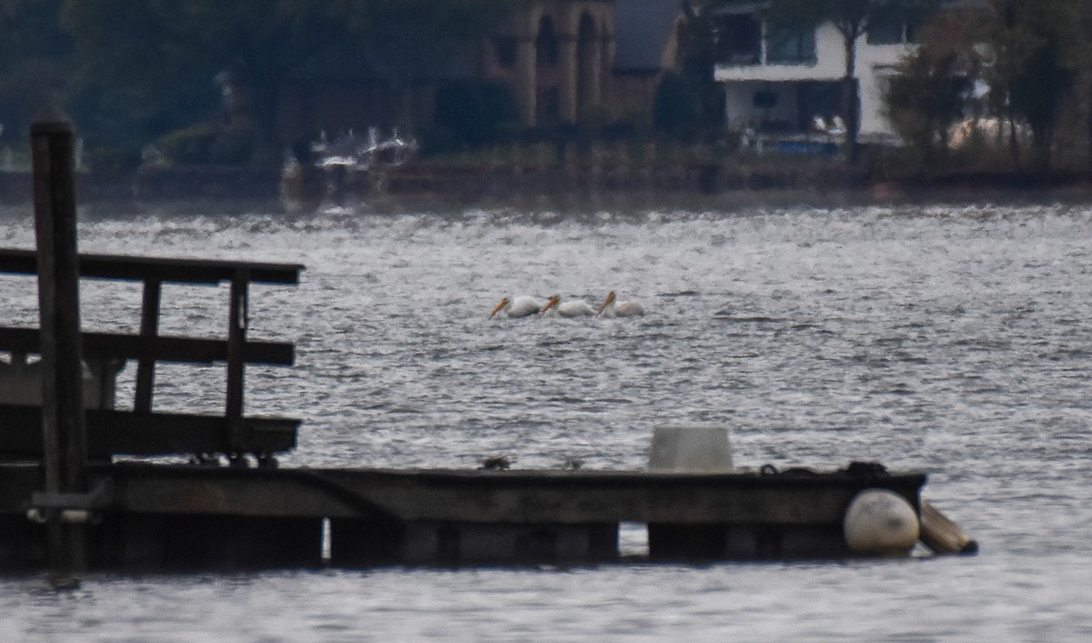 American White Pelican - Patty Masten