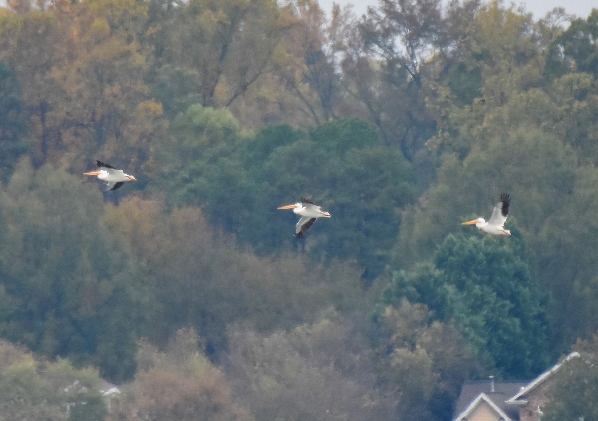 American White Pelican - ML276413371