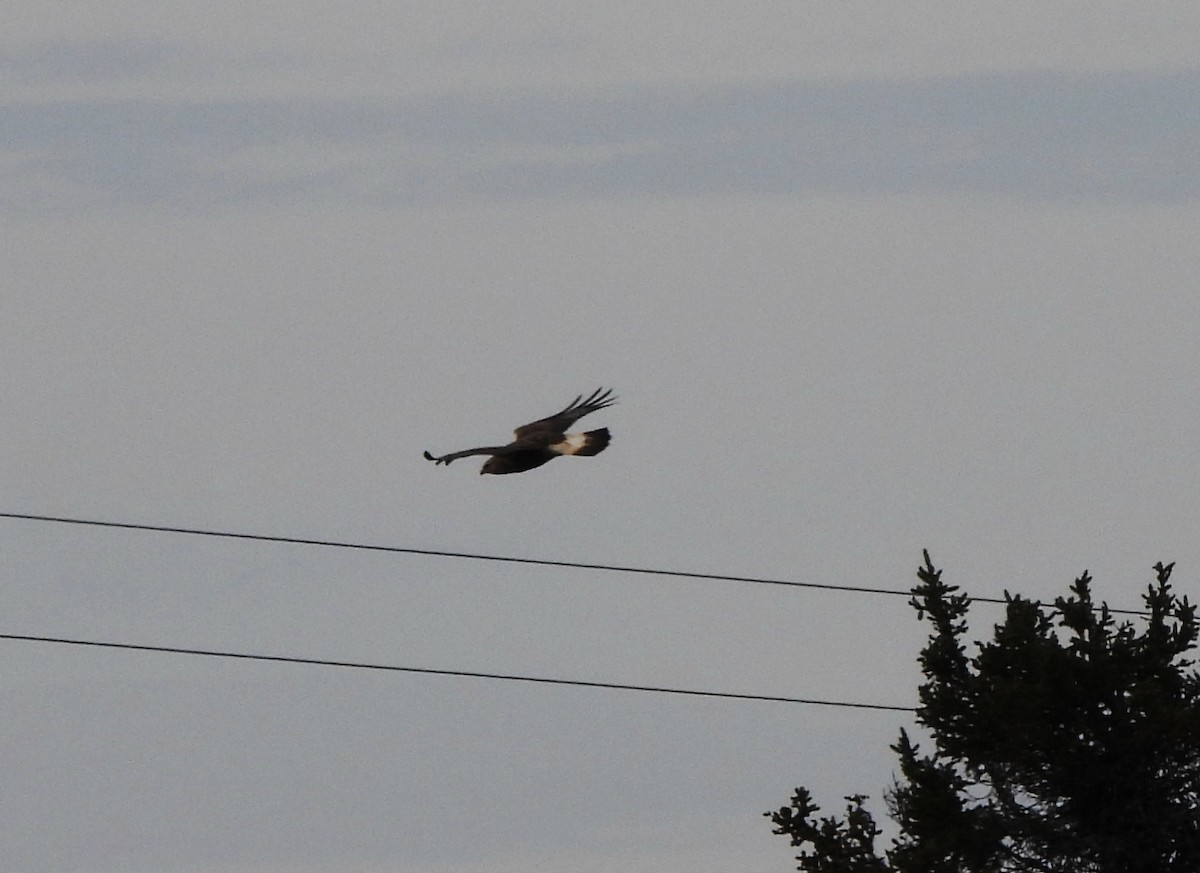 Rough-legged Hawk - ML276413801