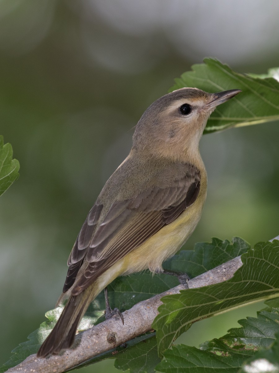 Warbling Vireo - ML27641471