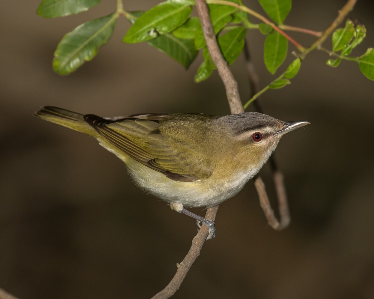 Red-eyed Vireo - ML27641511