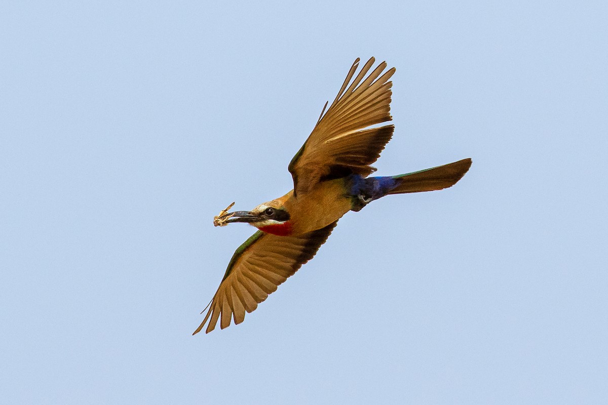 White-fronted Bee-eater - ML276415401