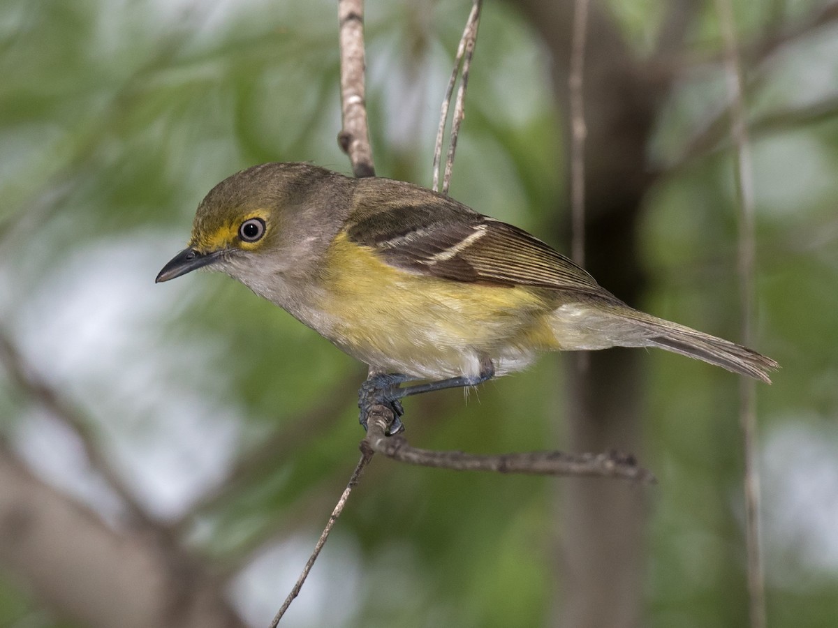 Ak Gözlü Vireo - ML27641561