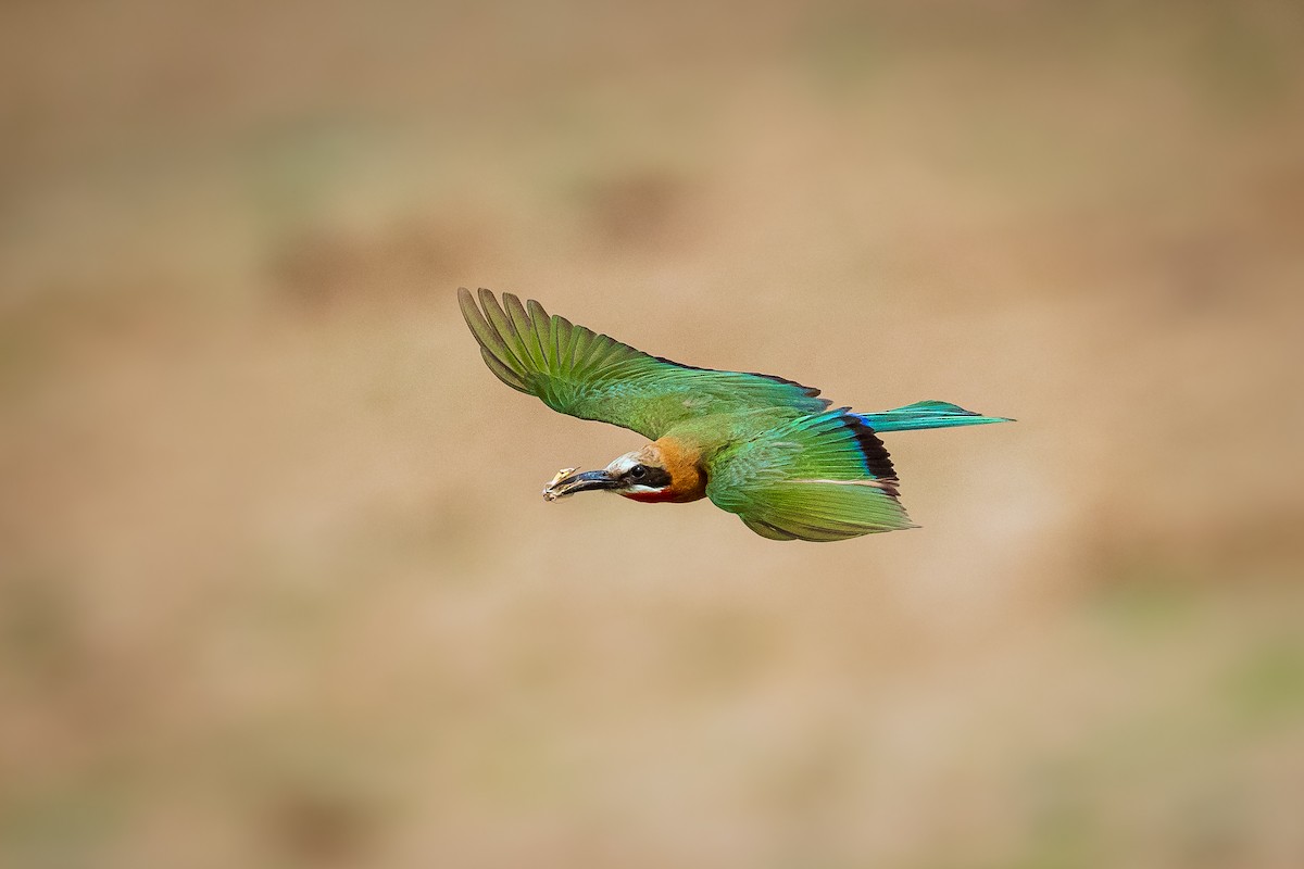 White-fronted Bee-eater - ML276417111