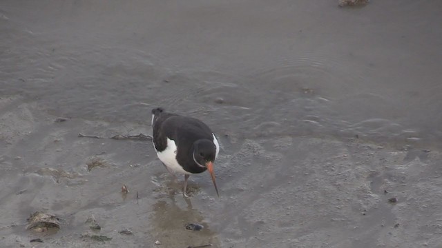 Eurasian Oystercatcher (Western) - ML276419141