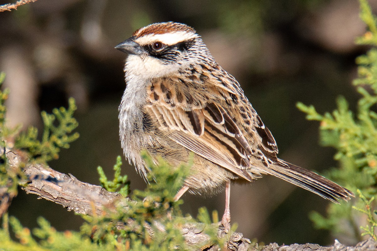 Striped Sparrow - ML276420681