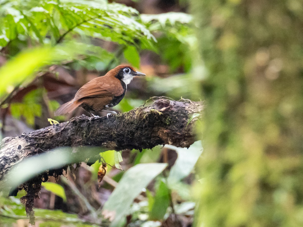 White-cheeked Antbird - Chris Fischer